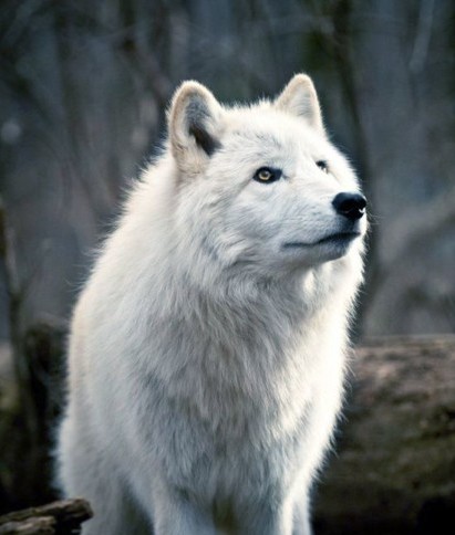 Shewolf